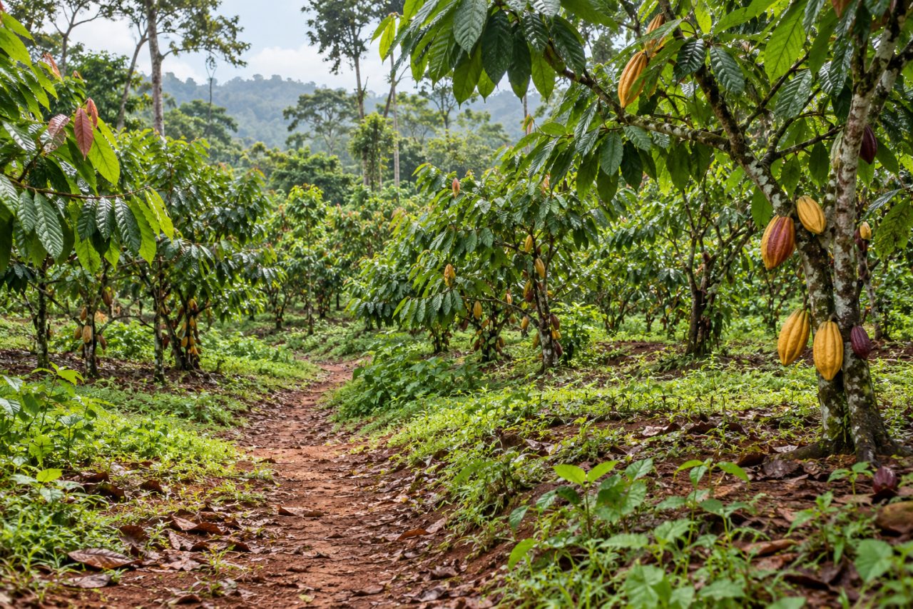 Illustrative view of a cocoa farm with cocoa trees and a soil path