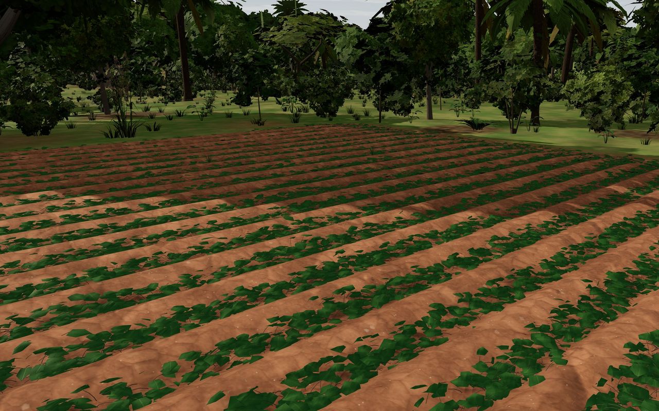Sweet potato vines spreading along earthed-up ridges in Qimo Farm World.
